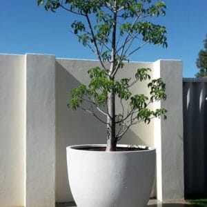 Egg Planters