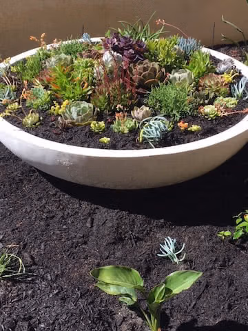 Low Bowls