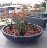 Low Bowls