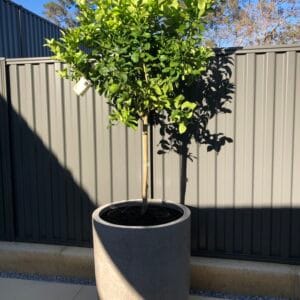 Utah Large Planter