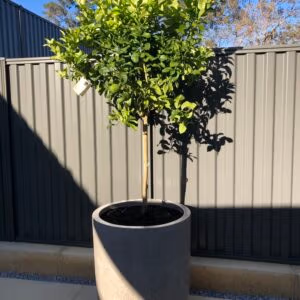 Utah Large Planter