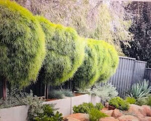 Trough Planter