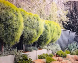 Trough Planter