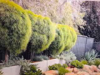 Trough Planter