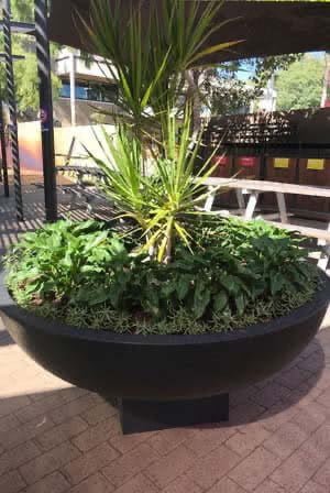 large round pot plant