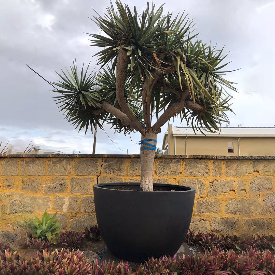 Giant Egg Planter - Image 3