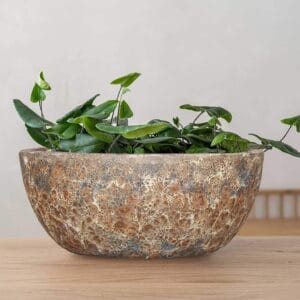 Horta Bowls