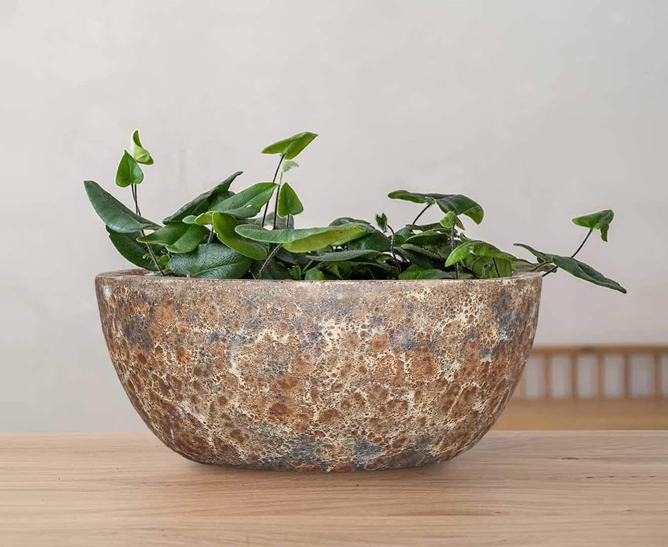 Horta Bowls