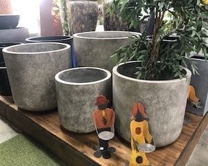 Cuban Planters in Store