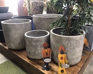 Cuban Planters in Store
