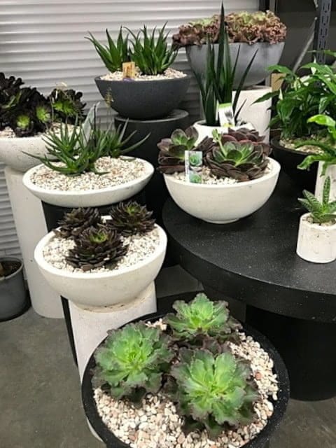 Essential Tips For Succulents Care - Proper Watering And Feeding