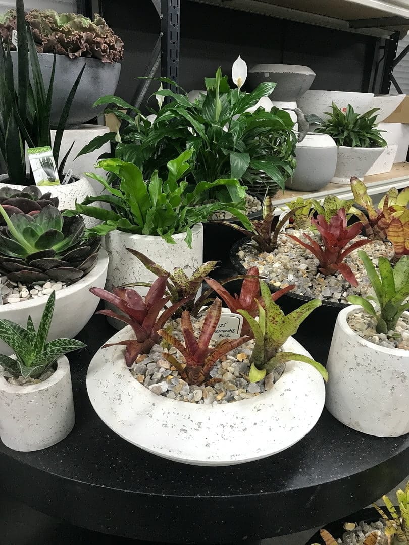Essential Tips For Succulents Care - Proper Watering And Feeding