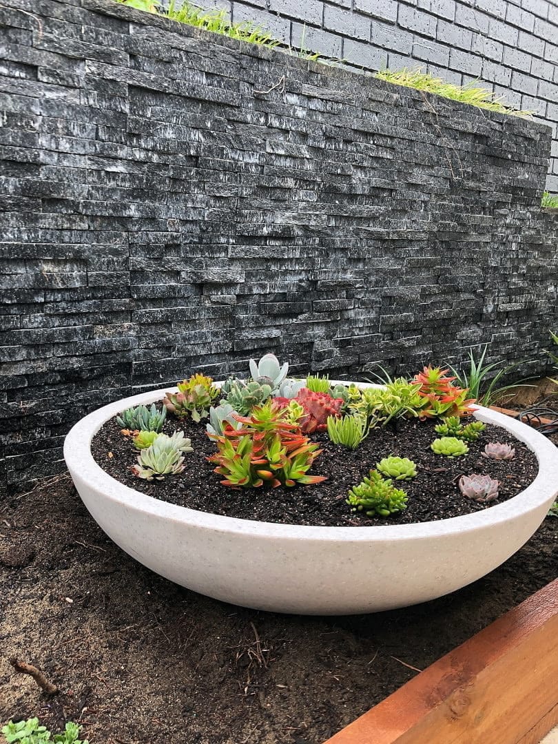 Essential Tips For Succulents Care - Proper Watering And Feeding