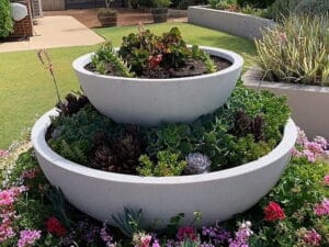 Essential Tips For Succulents Care - Proper Watering And Feeding