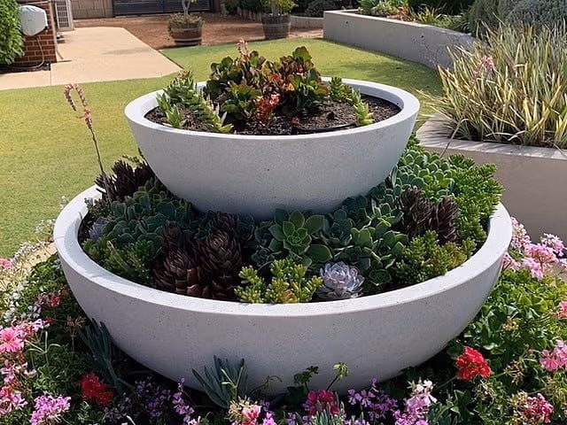 Essential Tips For Succulent Care – Proper Watering And Feeding
