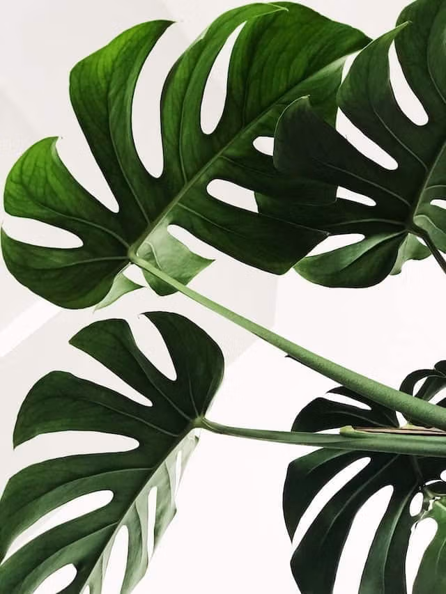 The Outdoor Decor Company - Customer Login